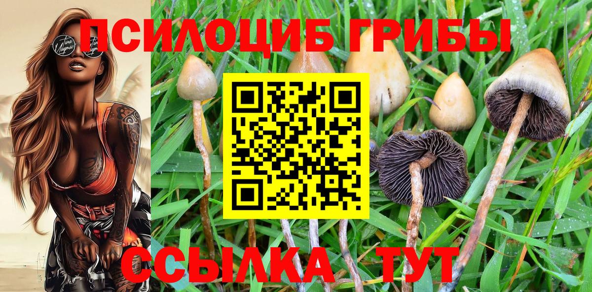 Псилоцибиновые грибы Cubensis Гурьевск